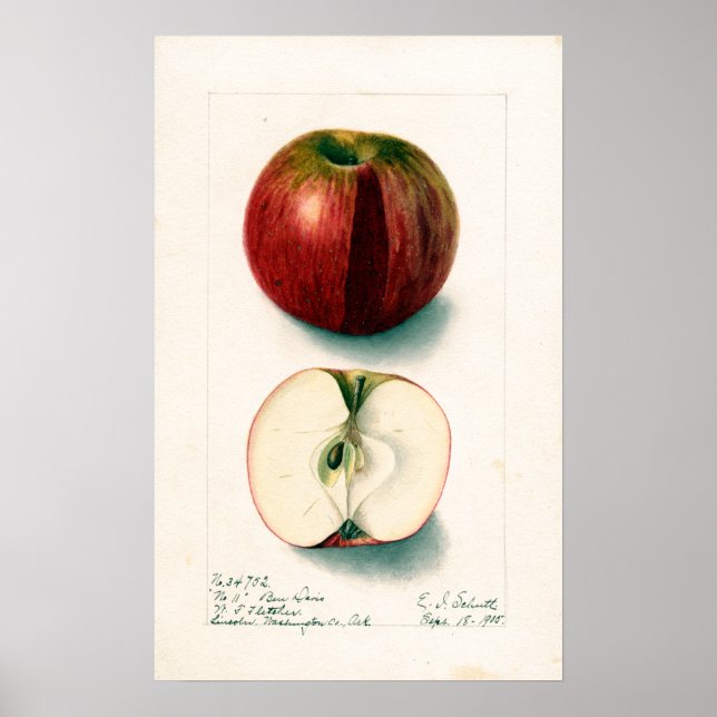 Vintage Apple Botanical Illustration Poster (Front)
