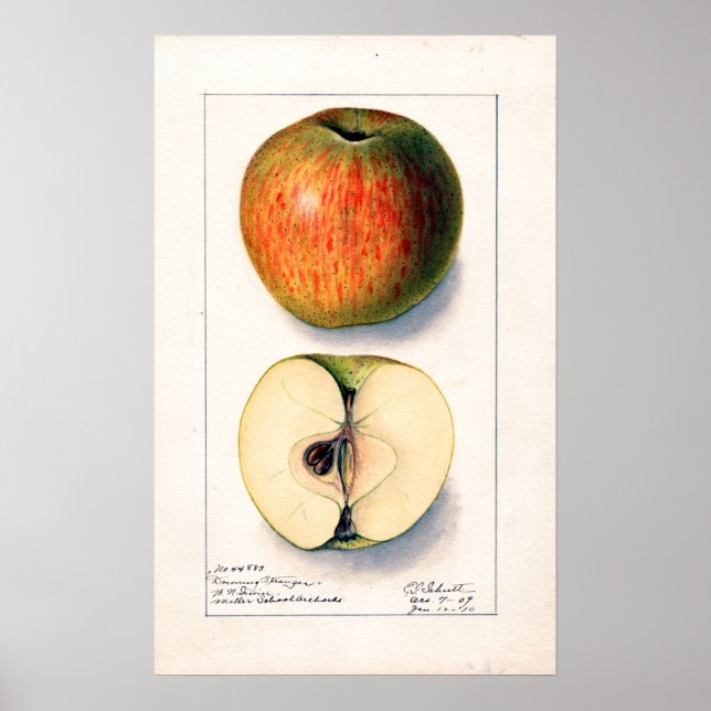 Vintage Apple Botanical Illustration Poster (Front)