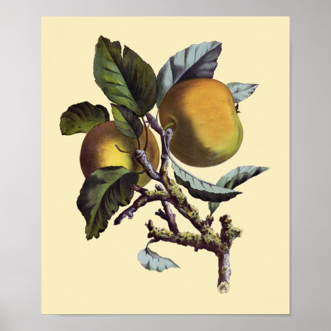 Vintage Apple Branch Poster (Front)