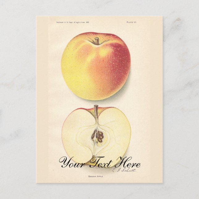Vintage Apple Postcard (Front)