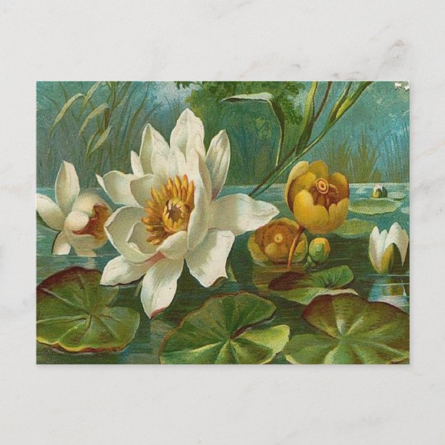 Vintage, Aquatic Flower, Wife Birthday Postcard (Front)