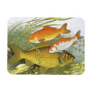 Vintage Aquatic Goldfish Koi Fish, Marine Sea Life Magnet