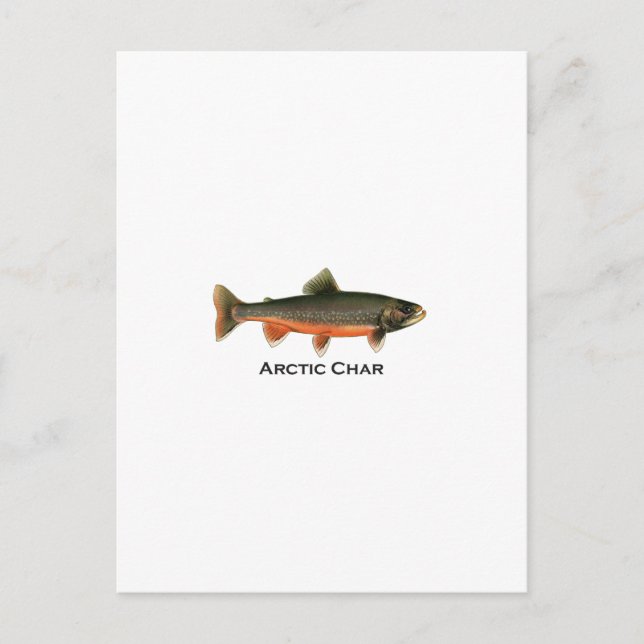 Vintage Arctic Char Illustration - Breeding Male Postcard (Front)