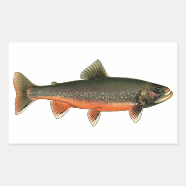 Vintage Arctic Char Illustration - Breeding Male Rectangular Sticker (Front)