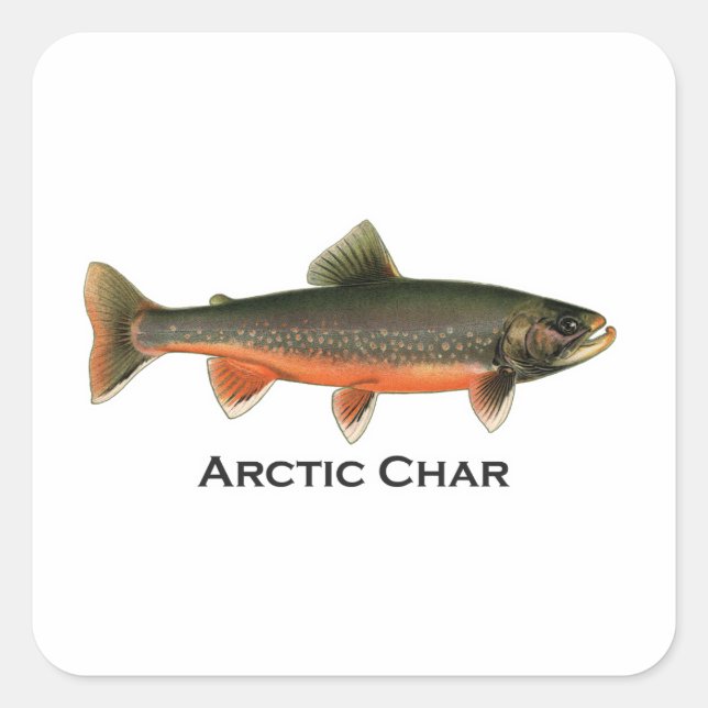Vintage Arctic Char Illustration - Breeding Male Square Sticker (Front)