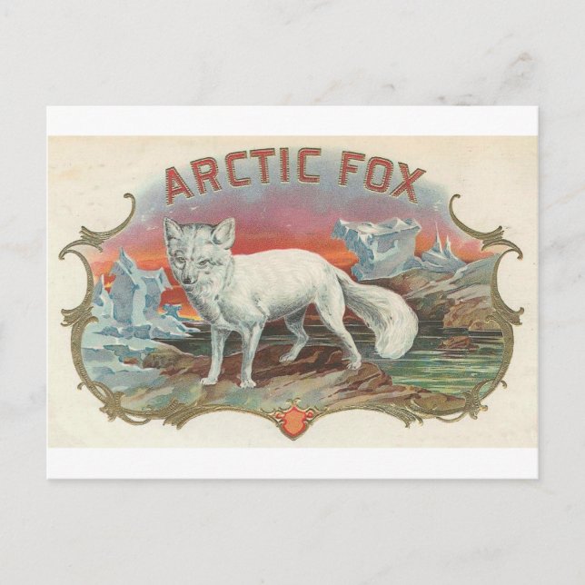 Vintage Arctic Fox Postcard (Front)