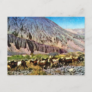 Vintage ,Argentina, Rock Erosion, herd of goats Postcard