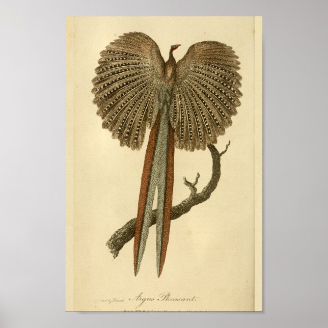 Vintage Argus Pheasant Natural History Print Bird (Front)