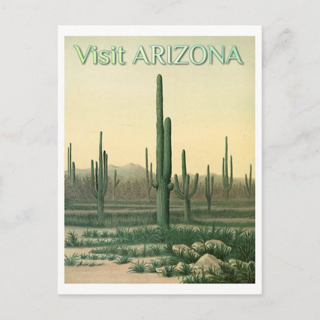 Vintage Arizona Desert Cactus Travel Postcard (Front)