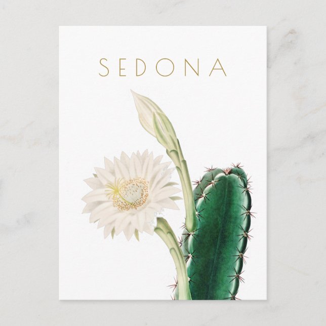 Vintage Arizona flower travel mid century Postcard (Front)