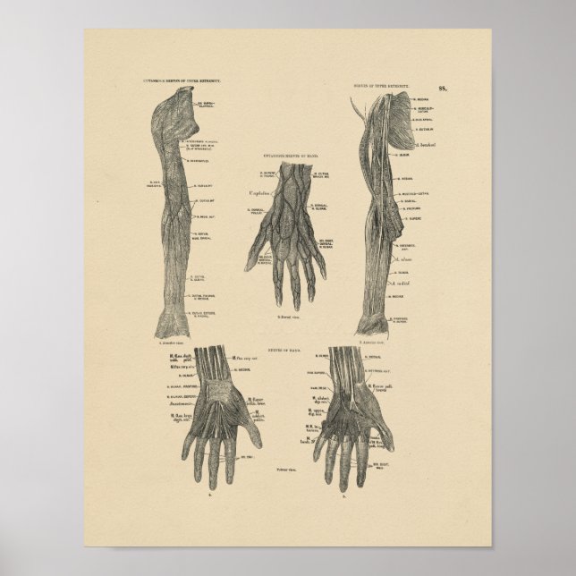 Vintage Arm Nerves Anatomy 1880 Print (Front)