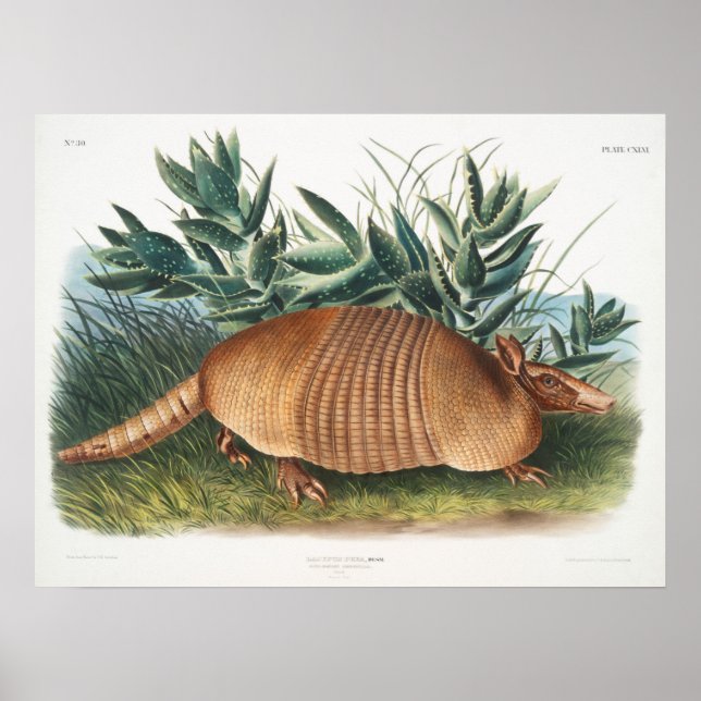 Vintage Armadillo Illustration Poster (Front)