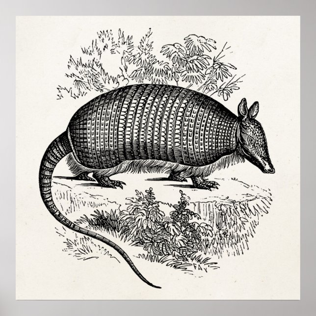 Vintage Armadillo Retro Armadillos Illustration Poster (Front)