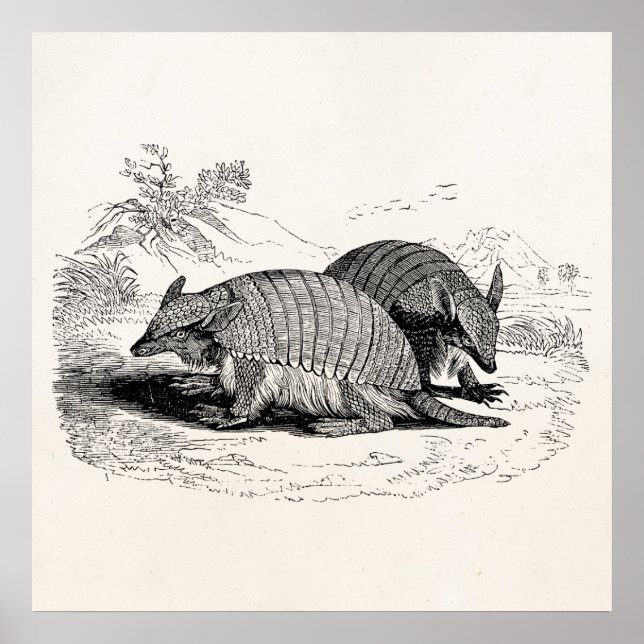 Vintage Armadillo Retro Armadillos Illustration Poster (Front)
