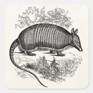 Vintage Armadillo Retro Armadillos Illustration Square Sticker