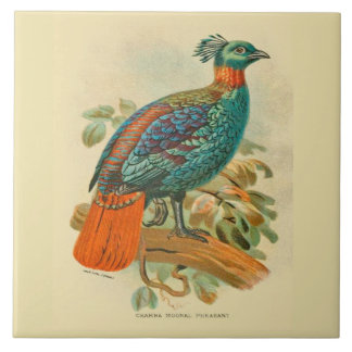 Vintage Art Birds Colourful Pheasant Illustration Tile
