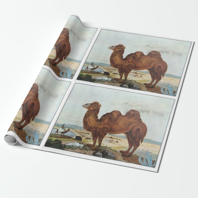 Vintage art camel wrapping paper (Unrolled)