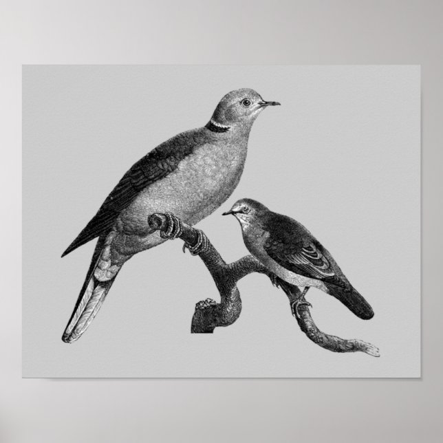 Vintage Art Doves On Branch Animal  Poster (Front)