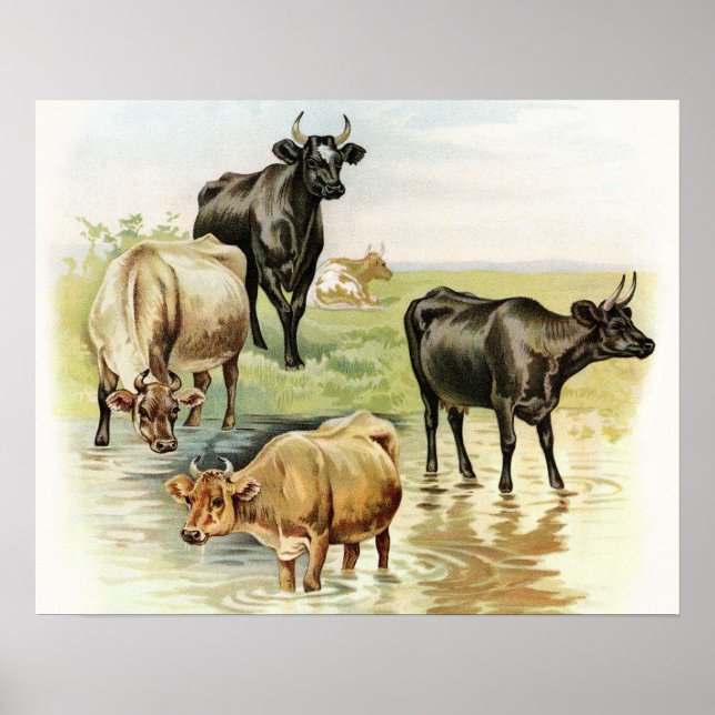 Vintage Art Farm Animals Cows Poster (Front)