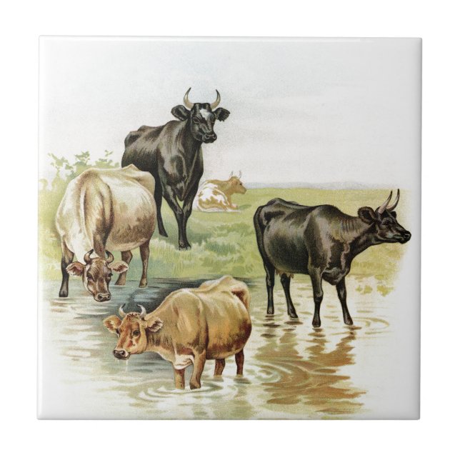 Vintage Art Farm Animals Cows Tile (Front)