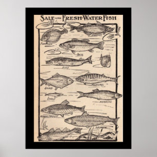 Vintage art fresh and saltwater fish chart