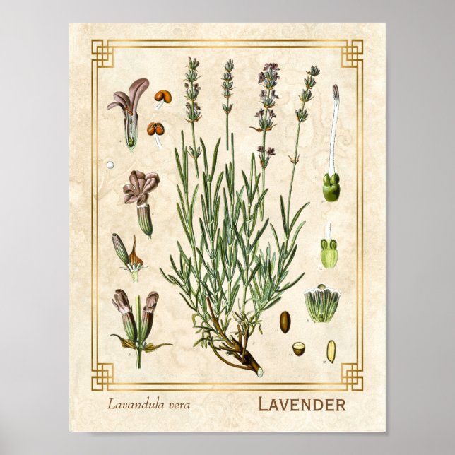 Vintage Art Herbal Lavender Flower Botanical Poster (Front)