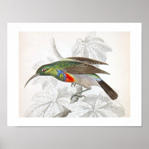 Vintage Art Humming Bird Poster