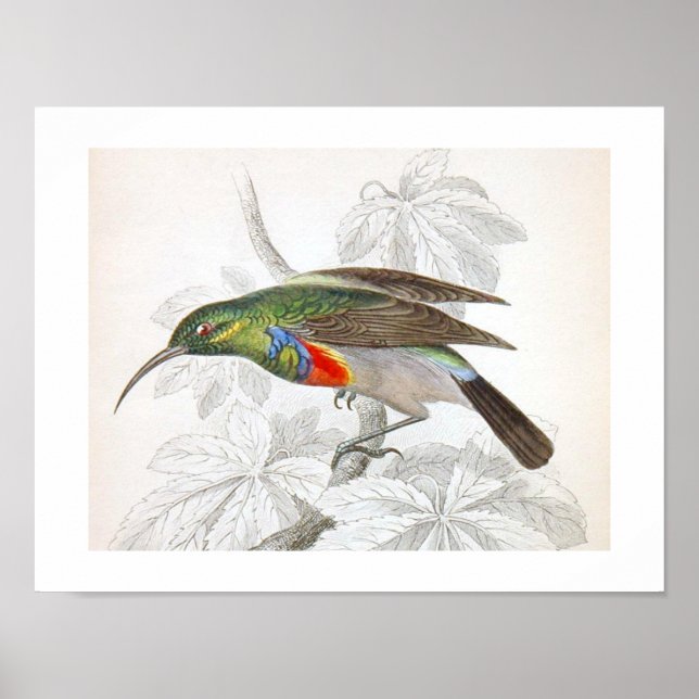 Vintage Art Humming Bird Poster (Front)