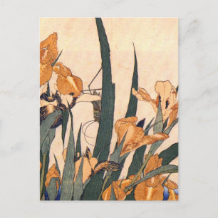 Vintage  Art Japanese Iris Flower Postcard