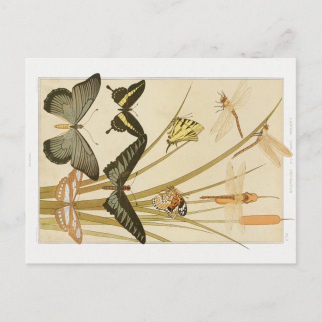 Vintage Art Nouveau Butterflies & Cattails  Postcard (Front)