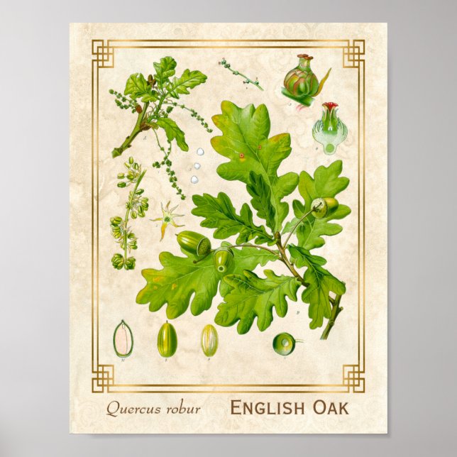 Vintage Art Oak Leaves Botanical Illustration Poster (Front)