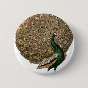 Vintage art Peafowl (peacock) plummage green gold 6 Cm Round Badge