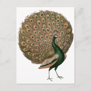 Vintage art Peafowl (peacock) plummage green gold Postcard