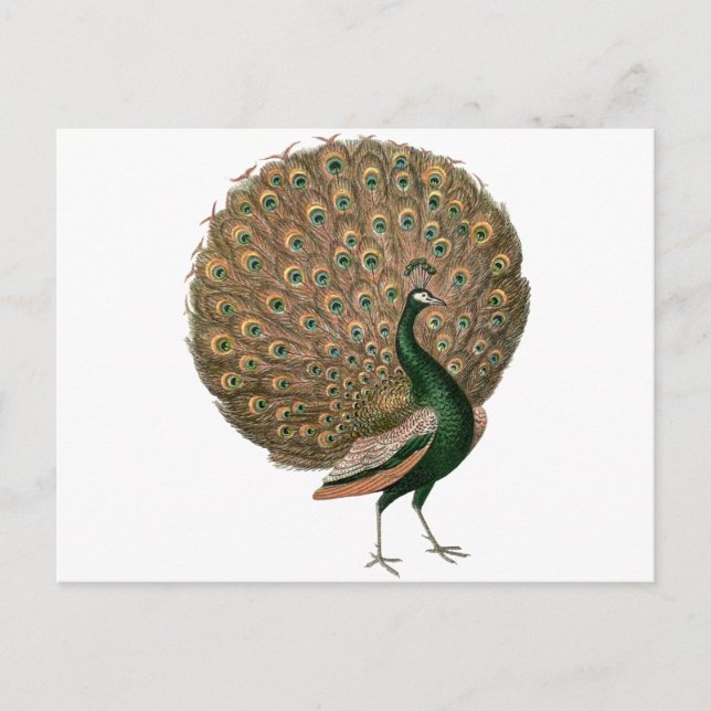 Vintage art Peafowl (peacock) plummage green gold Postcard (Front)
