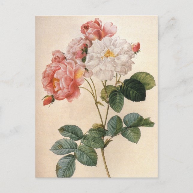 Vintage Art Pink Rose Flower Postcard (Front)