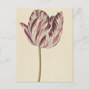 Vintage Art Postcard with a white & red tulip