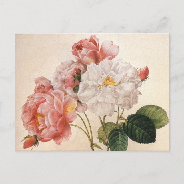 Vintage Art Rose Flower Postcard (Front)
