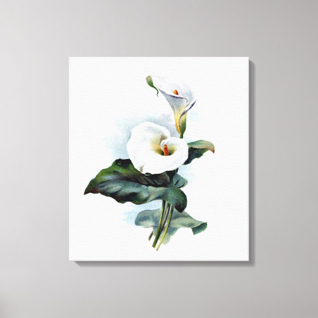 Vintage Art vintage floral Calla Lily Print (Front)