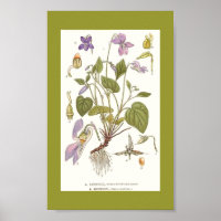 Vintage Art-viola-riviana-viola-canina