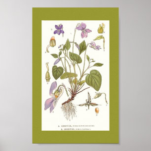 Vintage Art-viola-riviana-viola-canina Poster