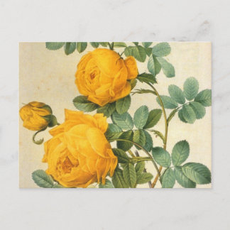 Vintage Art Yellow Rose Postcard