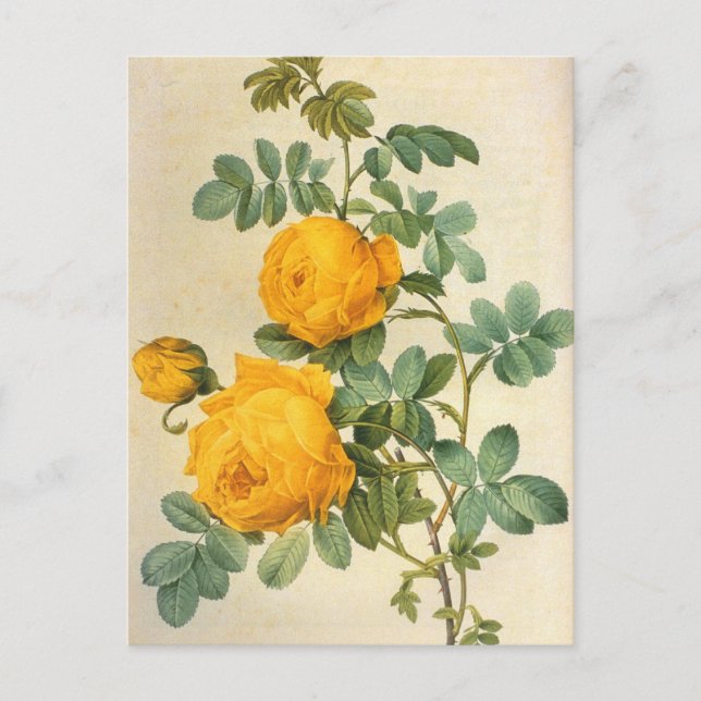 Vintage Art Yellow Rose Postcard (Front)