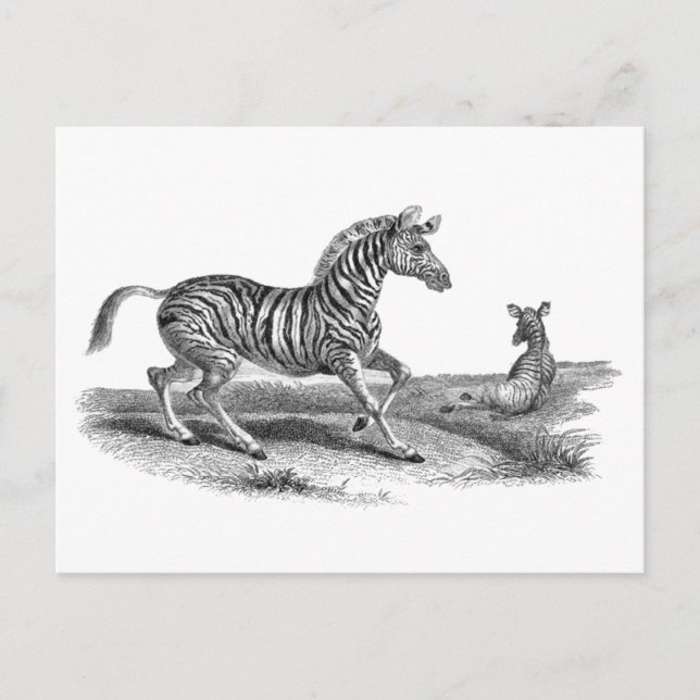 Vintage Art Zebra and Foal Animal Postcard (Front)