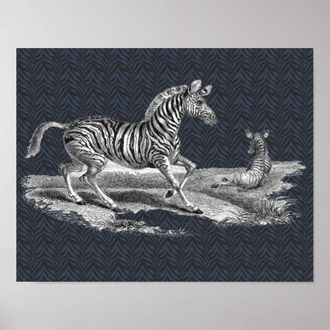 Vintage Art Zebra Mare And Foal Animal Poster (Front)