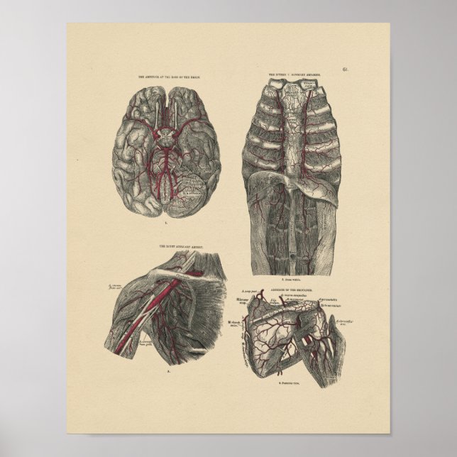 Vintage Artery Anatomy 1880 Print (Front)