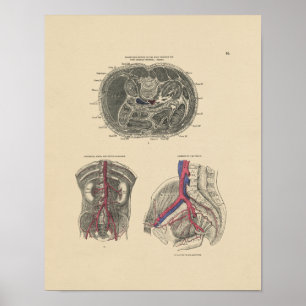 Vintage Artery Anatomy 1880 Print