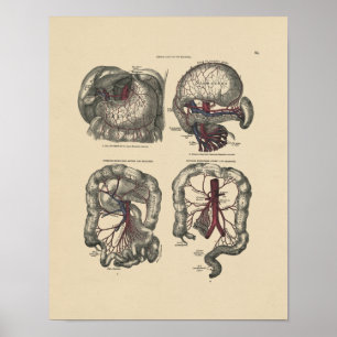 Vintage Artery Anatomy 1880 Print