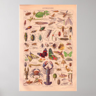 Vintage arthopods poster 1920