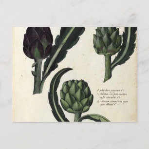Vintage Artichoke Botanical Print Postcard