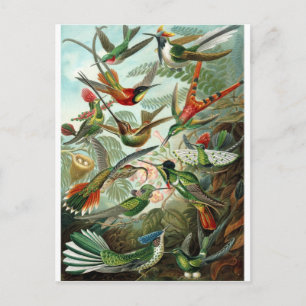 Vintage Artist Ernst Haeckel Postcard